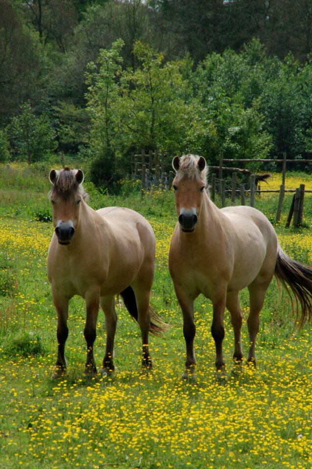 Buttercup grass pasture