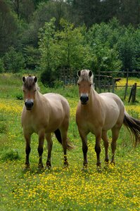 Buttercup grass pasture