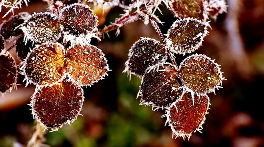 Frost nature plant photo