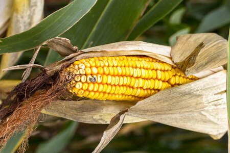 Cereals corn kernels corn on the cob hair