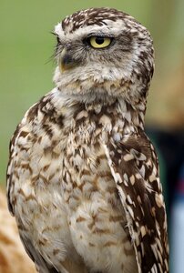 Bird animal nature