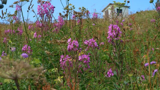 Flowers suisse rochers-de-naye