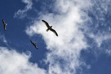 Gulls sea birds flying seagulls photo