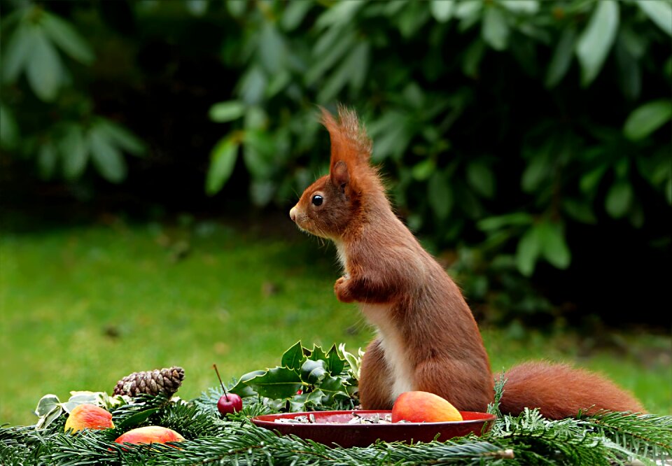 Mammal rodent hungry