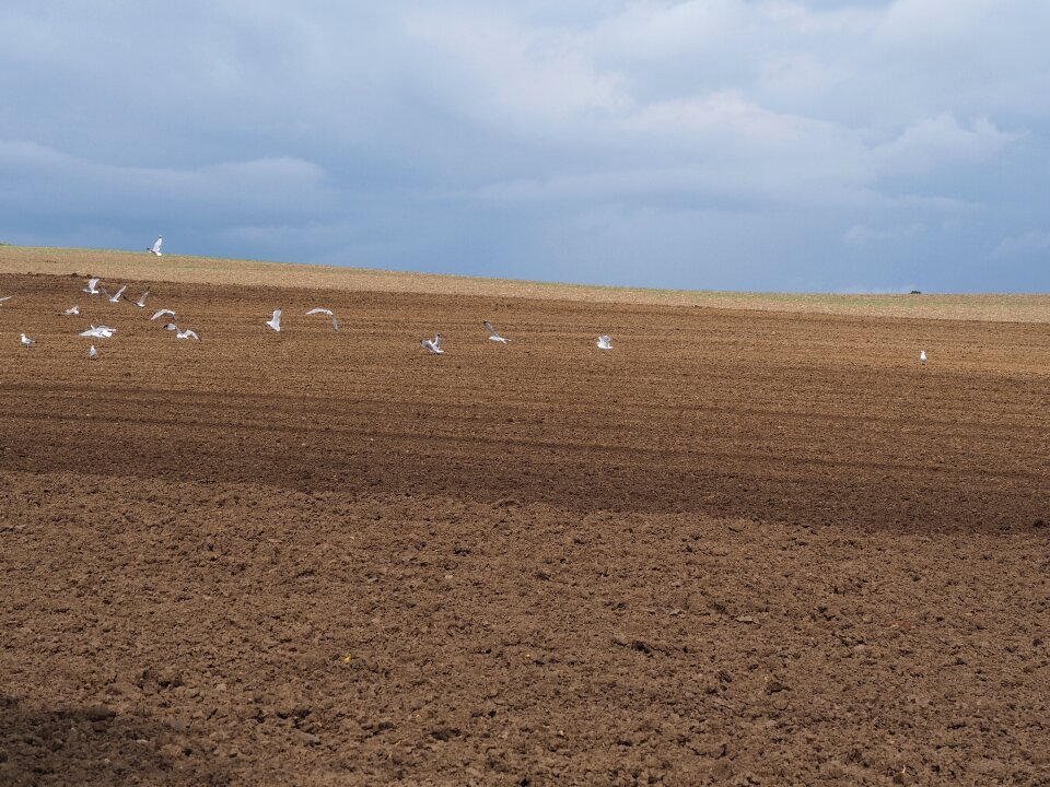 Nature cereals landscape