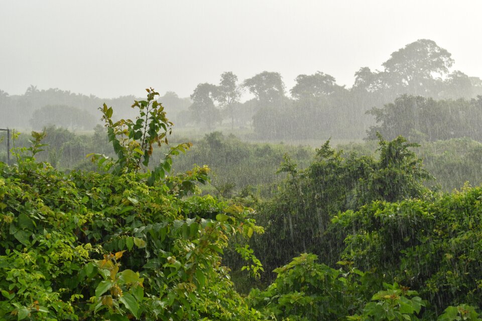 Drizzle nature plants