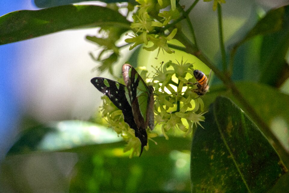 Leaf invertebrate butterfly