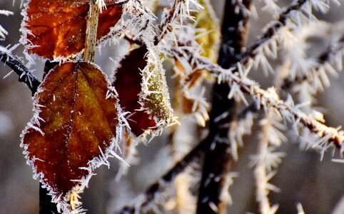 Winter frozen leaves photo