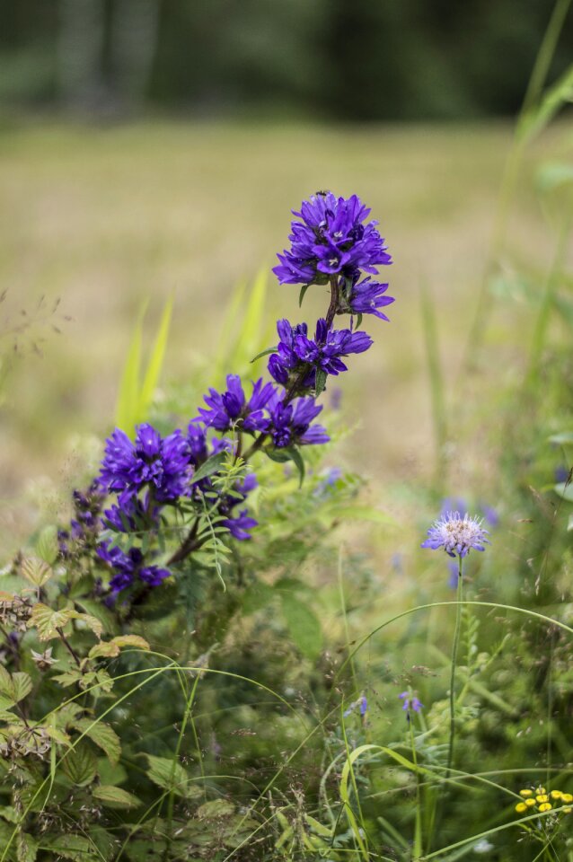 Flower summer sommar