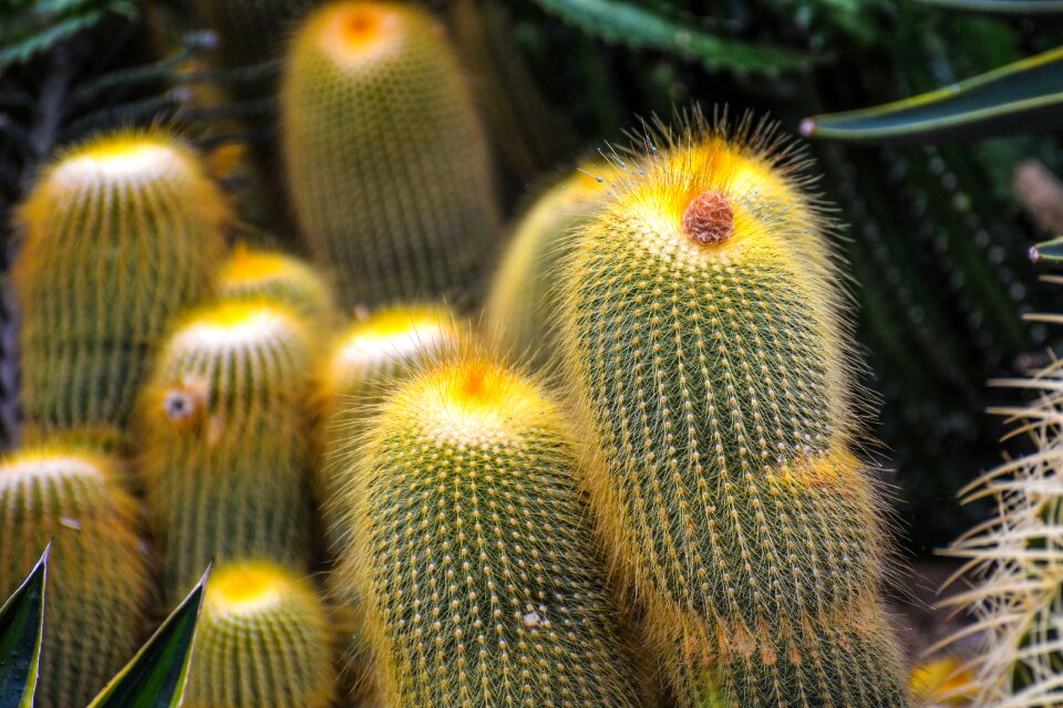 Together color cactus