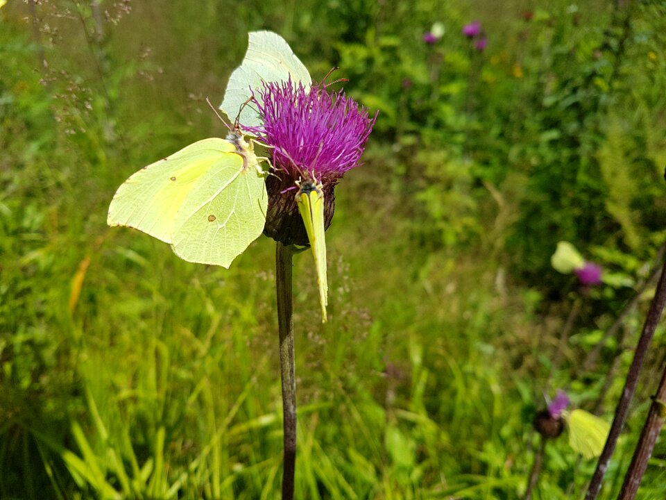 Butterfly flower colorful