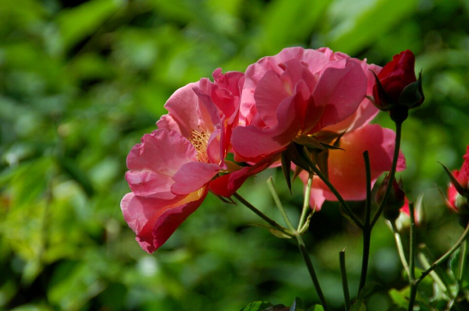 Sheet rose pink