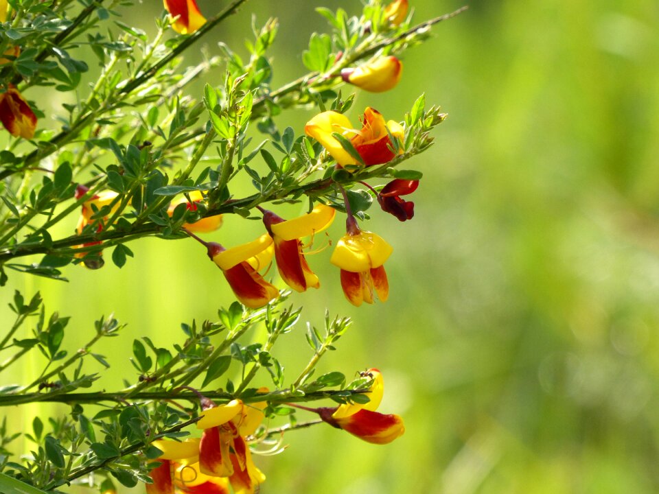 Bloom gorse blossom bush