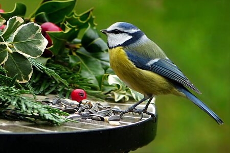 Tit blue tit cyanistes caeruleus photo