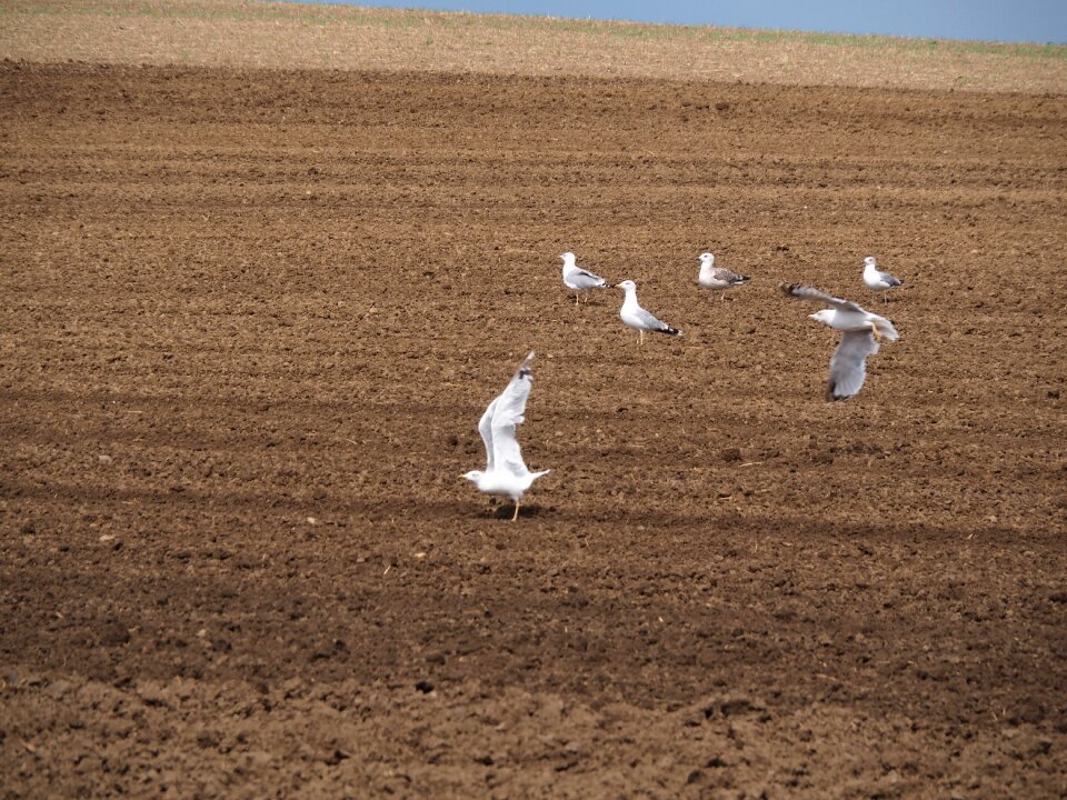 Nature cereals landscape