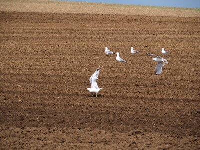 Nature cereals landscape