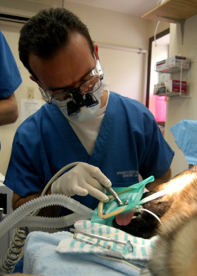 US Navy 050805-N-0168J-004 U.S. Navy Dentist Lt. Howard Polansky uses a dental drill to access a tooth's root during an emergency root canal on a military working dog