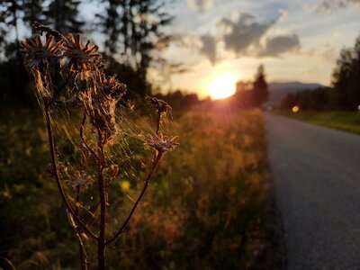 Sun cobwebs nature