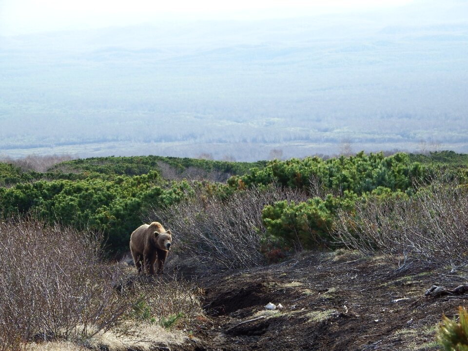 Beast wild animal meeting