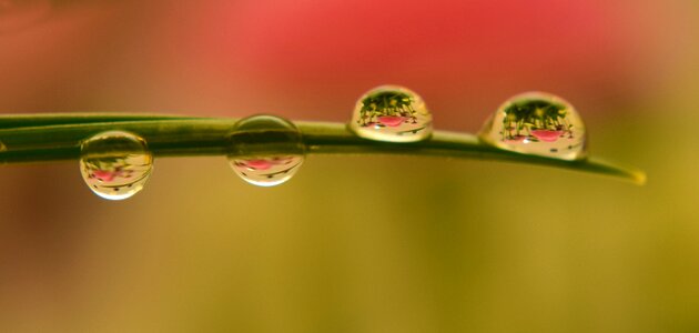 Nature dew drip photo