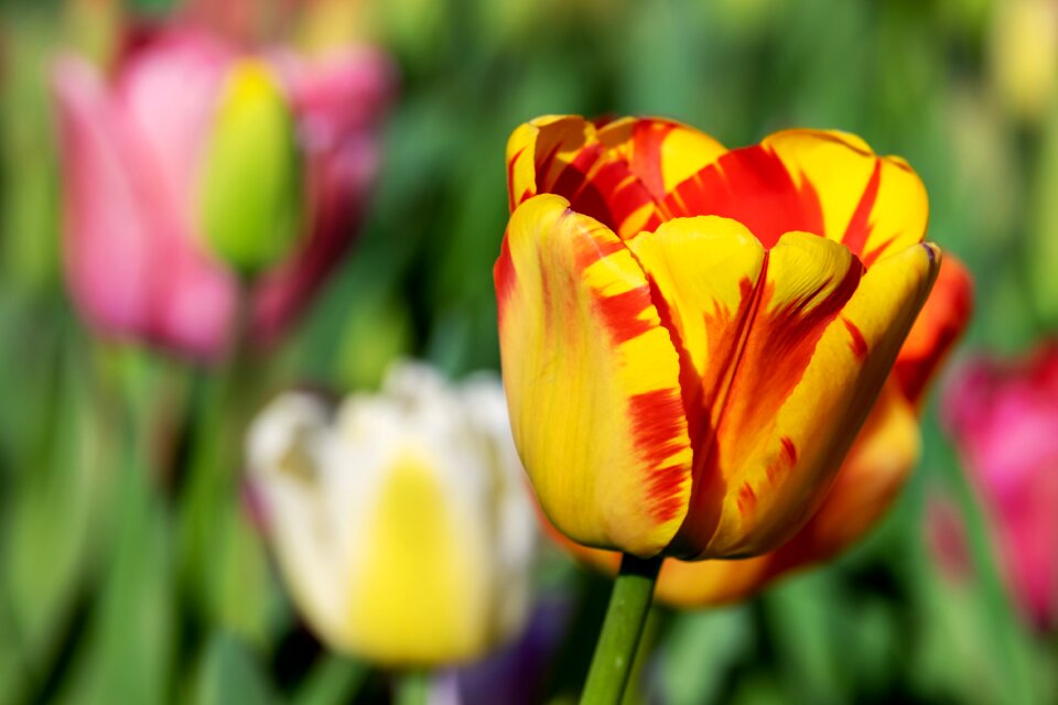 Tulips tulpenbluete flowers photo