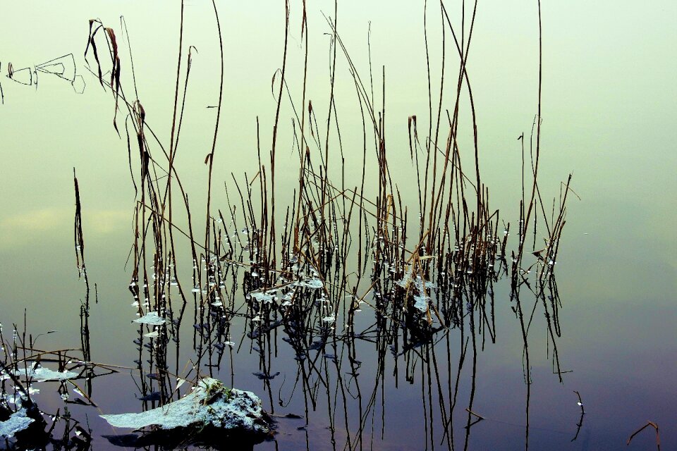 Landscape reeds reflection