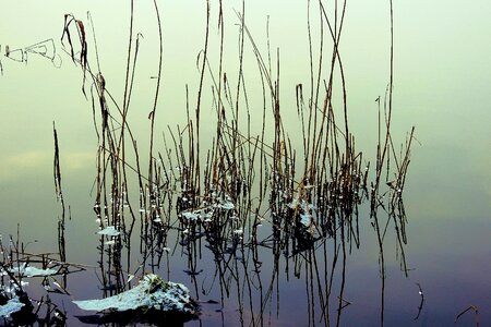 Landscape reeds reflection photo