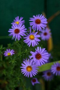 Summer flowers garden petals