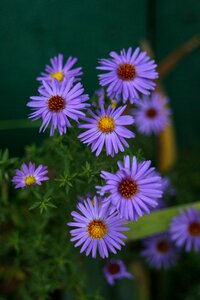 Summer flowers garden petals photo