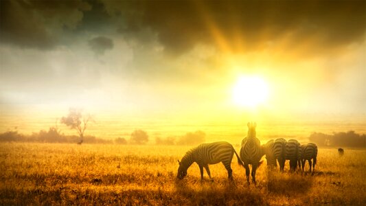 Nature landscape animals