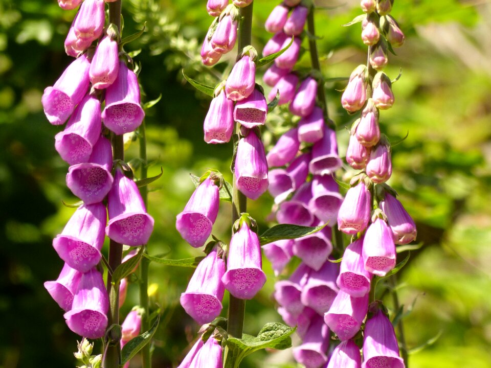 Flowers flower common foxglove