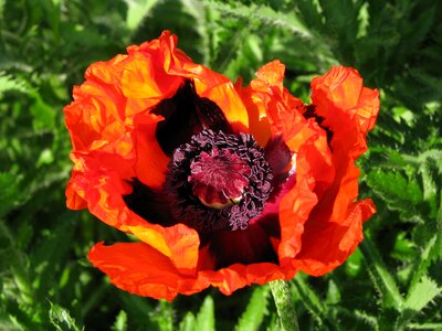 Summer garden nature