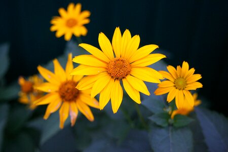 A yellow flower nature beautiful flower