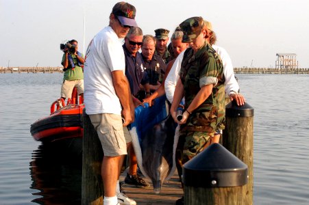 US Navy 050921-N-0793G-001 Four of the eight Atlantic Bottlenose dolphins, displaced following Hurricane Katrina, were found and brought to safety at Naval Construction Battalion Center (NCBC) Gulfport