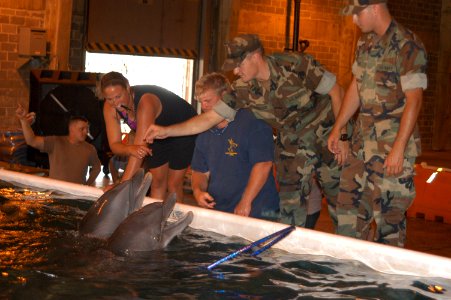 US Navy 050917-N-0793G-005 Rescued dolphins placed in a temporary saltwater pool facility at the Naval Construction Battalion Center Gulfport