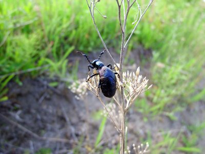 Stem flying insect summer