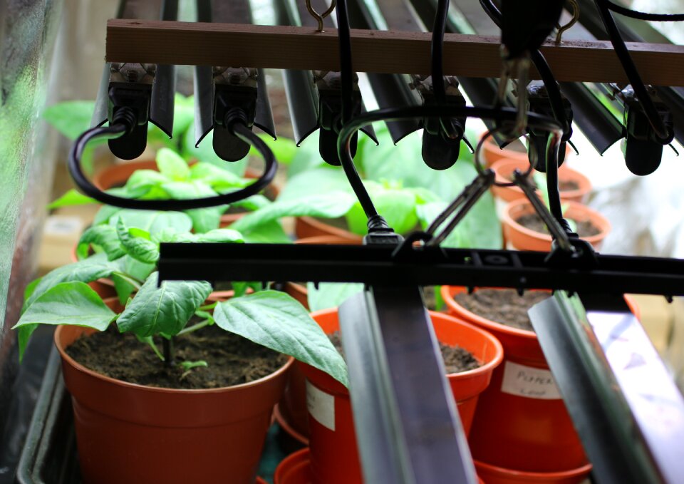 Seedling gardening cultivation