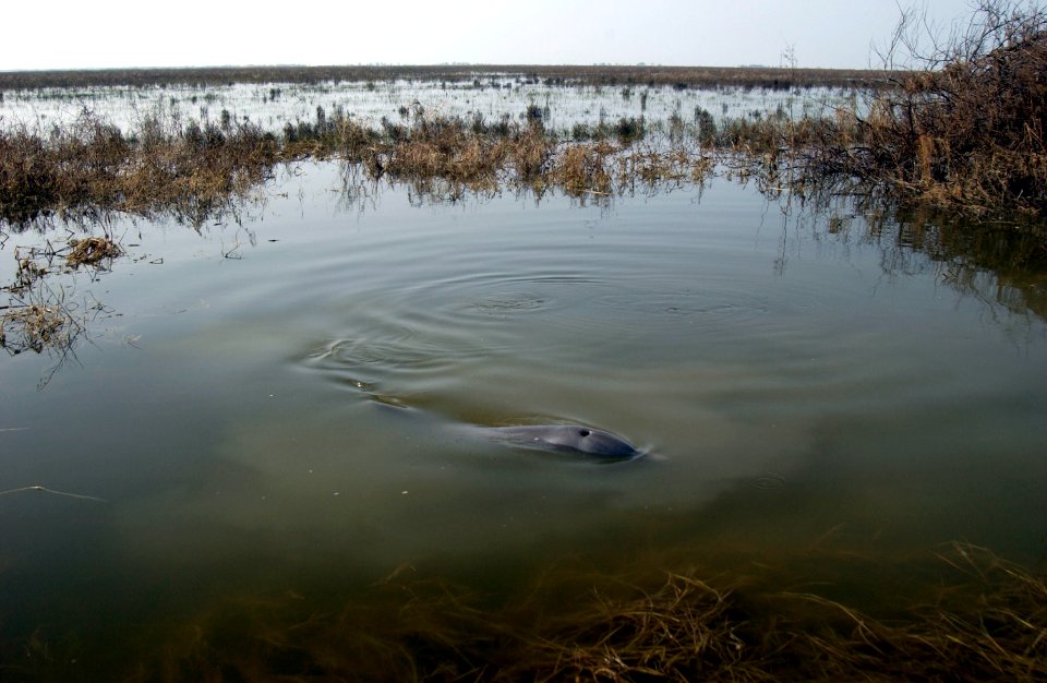 US Navy 050928-C-9767K-141 A male dolphin Igor swims around in a ditch across from South Cameron High School after Hurricane Rita passed through