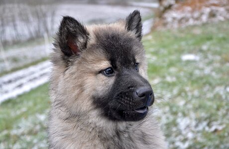 Dog eurasier animal mammal
