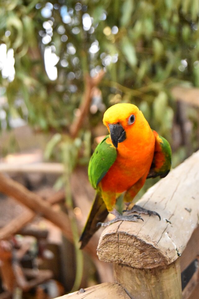 Wildlife nature wing