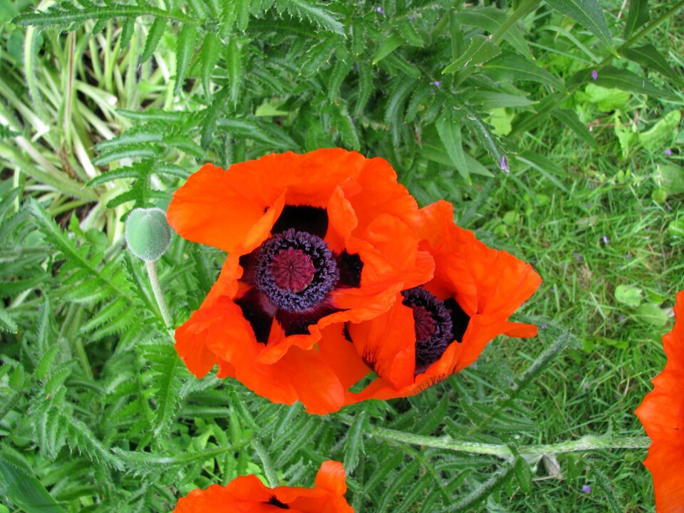 Garden summer vibrant