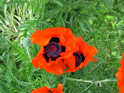 Garden summer vibrant