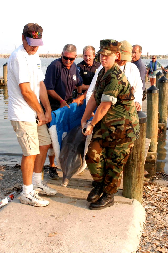 US Navy 050921-N-0793G-002 Four dolphins were rescued and brought to NCBC Gulfport