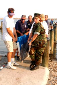 US Navy 050921-N-0793G-002 Four dolphins were rescued and brought to NCBC Gulfport
