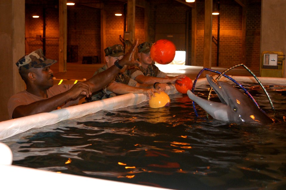 US Navy 050917-N-0793G-003 Four dolphins are being placed in a temporary saltwater pool facility at the Naval Construction Battalion Center Gulfport