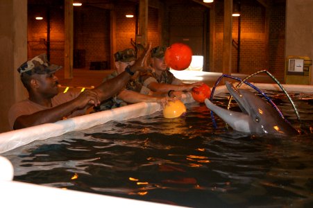 US Navy 050917-N-0793G-003 Four dolphins are being placed in a temporary saltwater pool facility at the Naval Construction Battalion Center Gulfport