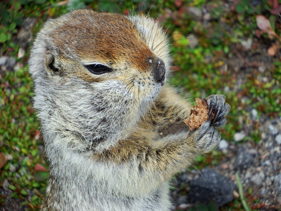 Breakfast rodent wild animal