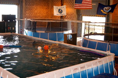 US Navy 050918-N-0793G-001 A Naval Construction Battalion Center Gulfport facility is currently the temporary home for four displaced Atlantic Bottlenose dolphins