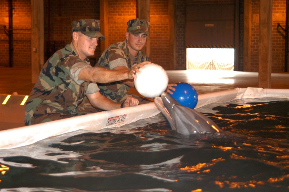 US Navy 050917-N-0793G-001 Dolphins placed in a temporary saltwater pool facility at the Naval Construction Battalion Center Gulfport