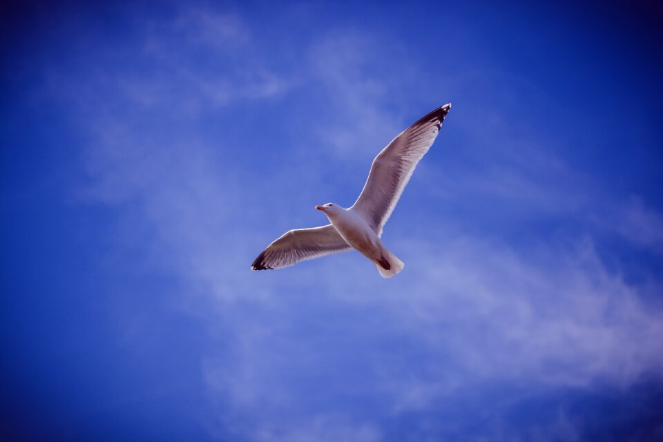 Bird animal fly